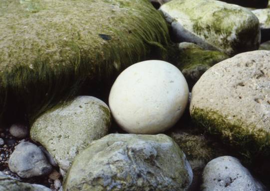 Hollow Boulder Project